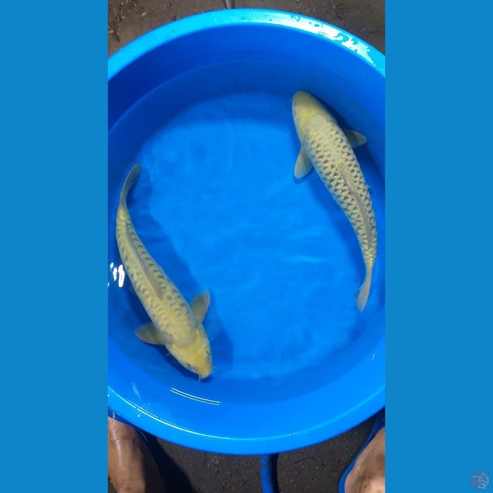 Aragoke Midori 38 - 40 cm (All Male)