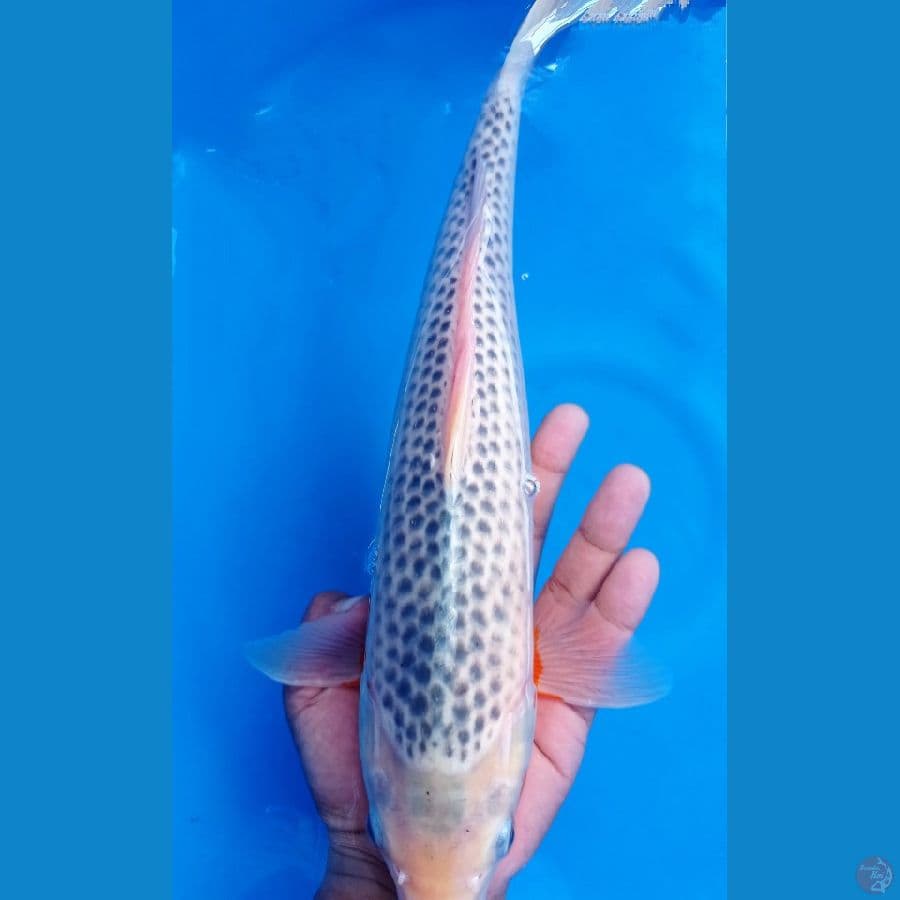 asagi 42 cm