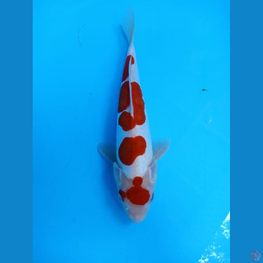 dolitshu9