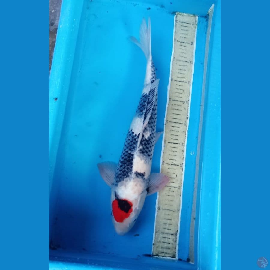 49cm tancho showa jantan 