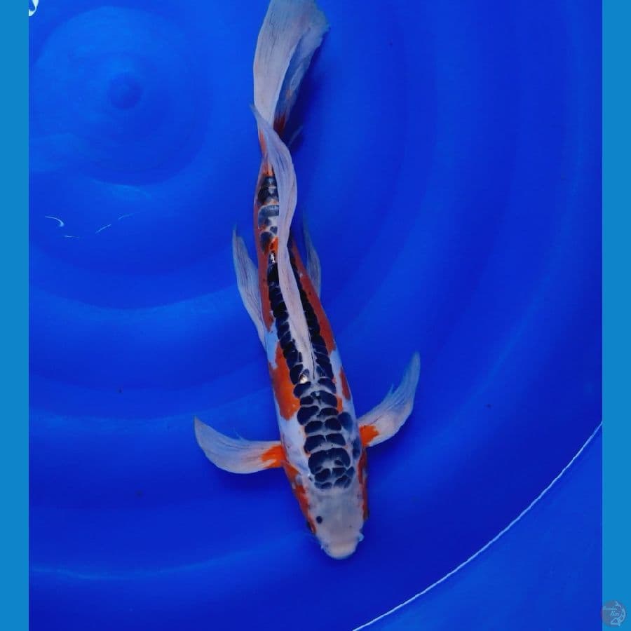kumpay shusui 42cm (male)
