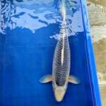 Asagi Joss 45cm calon Jumbo