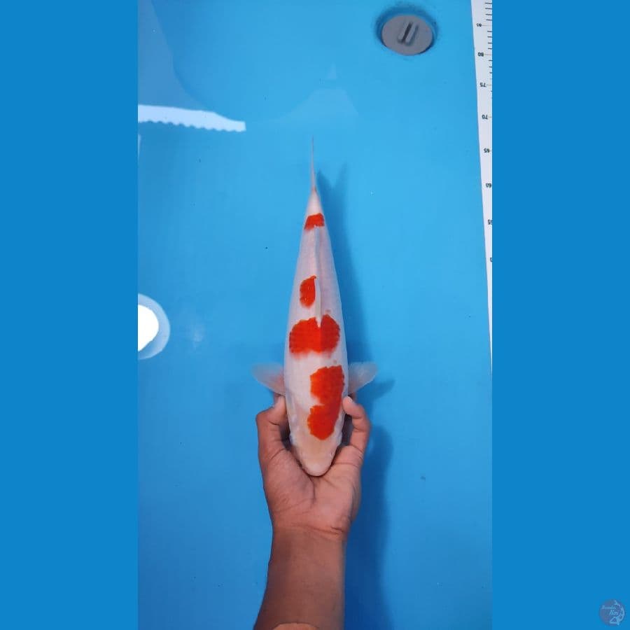 KOHAKU 35CM - FEMALE