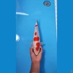 KOHAKU 35CM - FEMALE