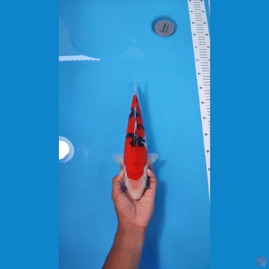 SANKE 34CM - FEMALE