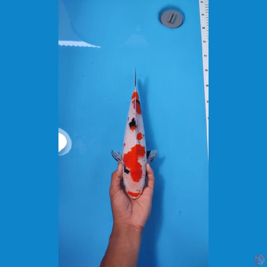 SANKE 32CM - FEMALE