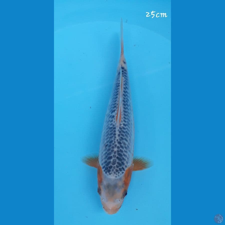 Asagi 25cm