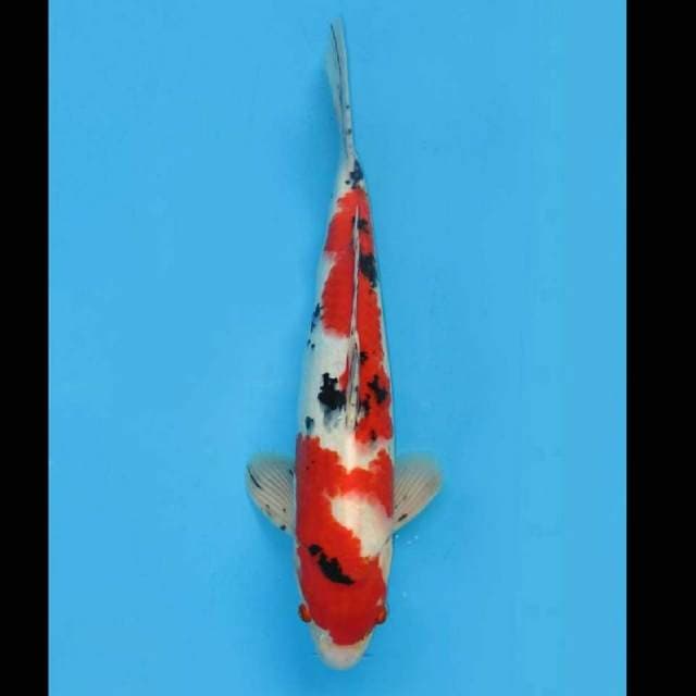TMNK Predator - Jumbo Red Taisho Sanke 