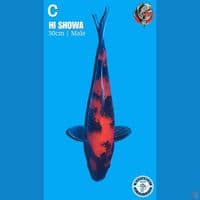 Hi Showa, 30cm