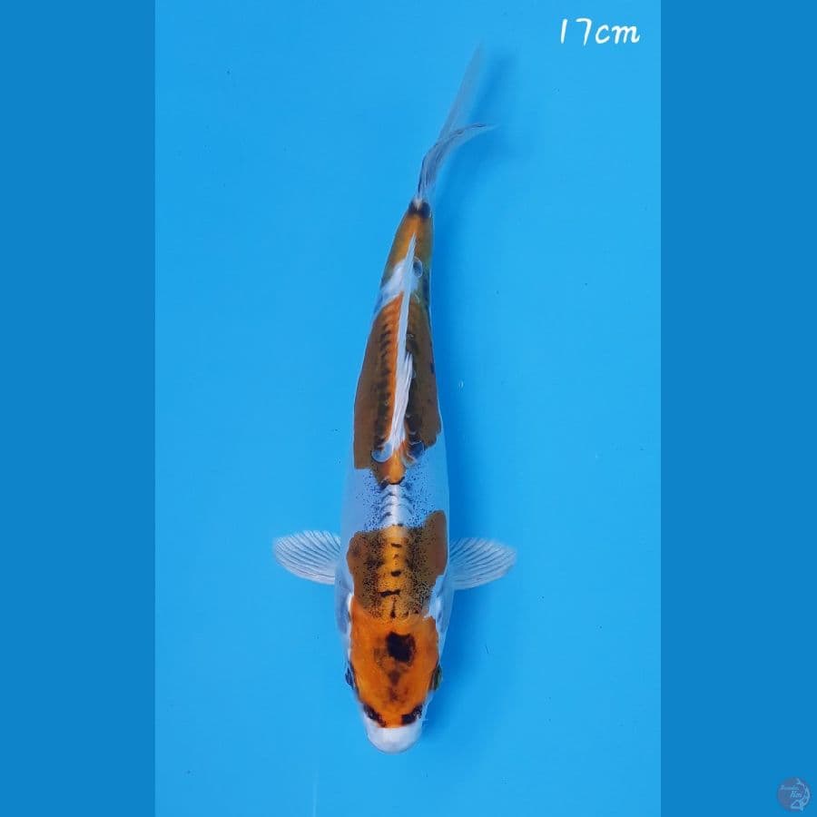 Kiko 17cm