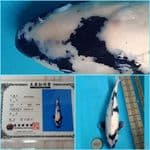 Shiro Ginrin import