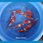 Kohaku 25-31cm