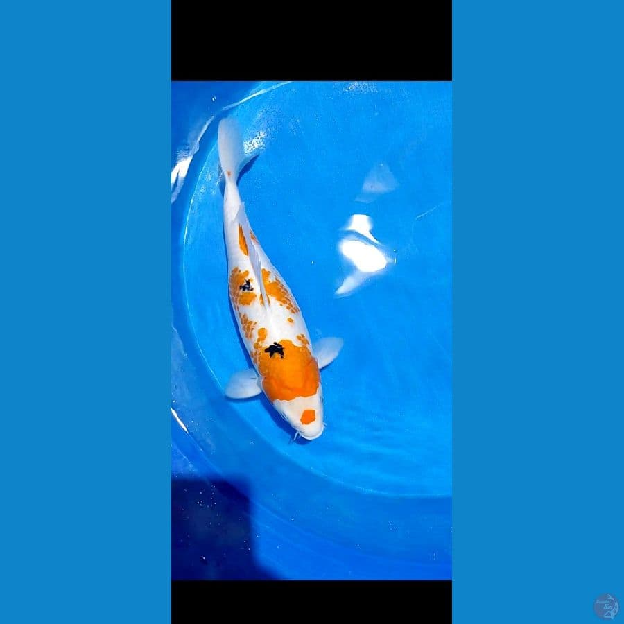 sangke 52cm f