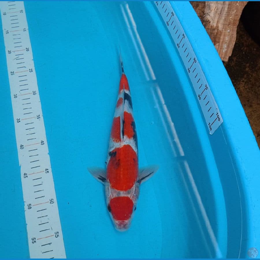 Showa 34cm
