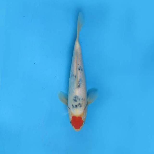Tancho sanke 25cm