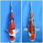 Paket HQ SQ  31-32cm