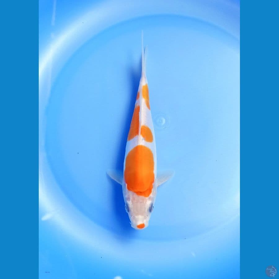 Kohaku doit 18cm