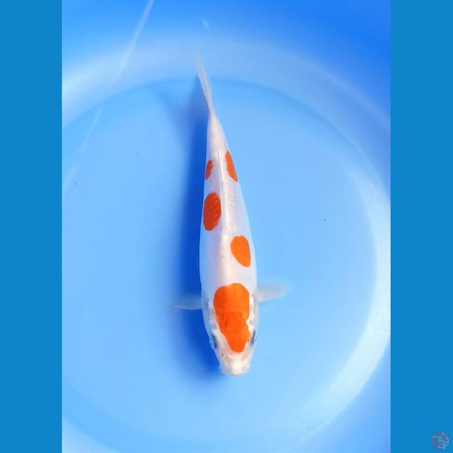 Kohaku doit 18cm
