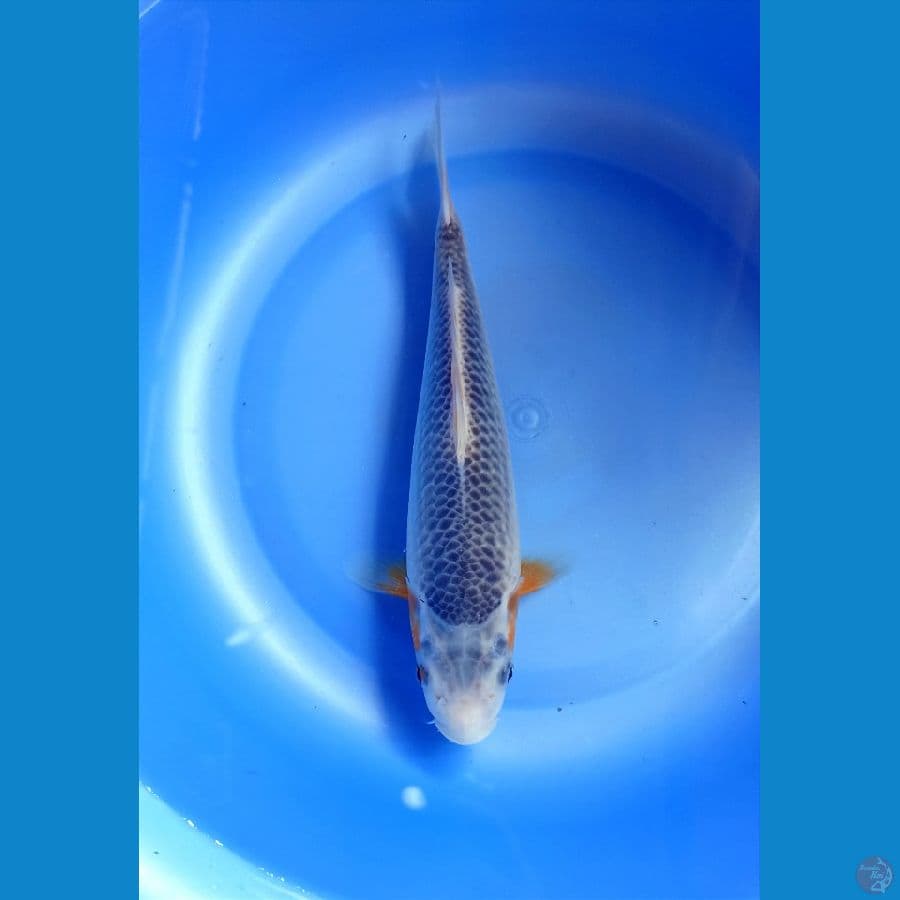Asagi 25cm