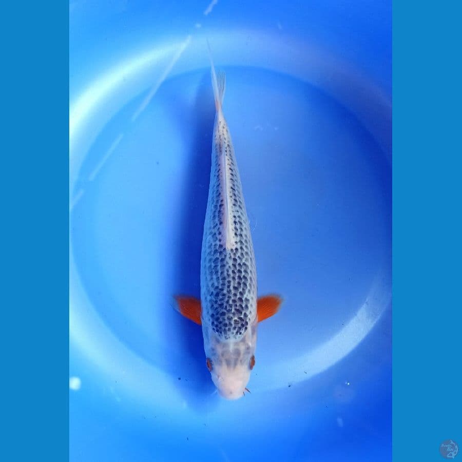 Asagi 23cm