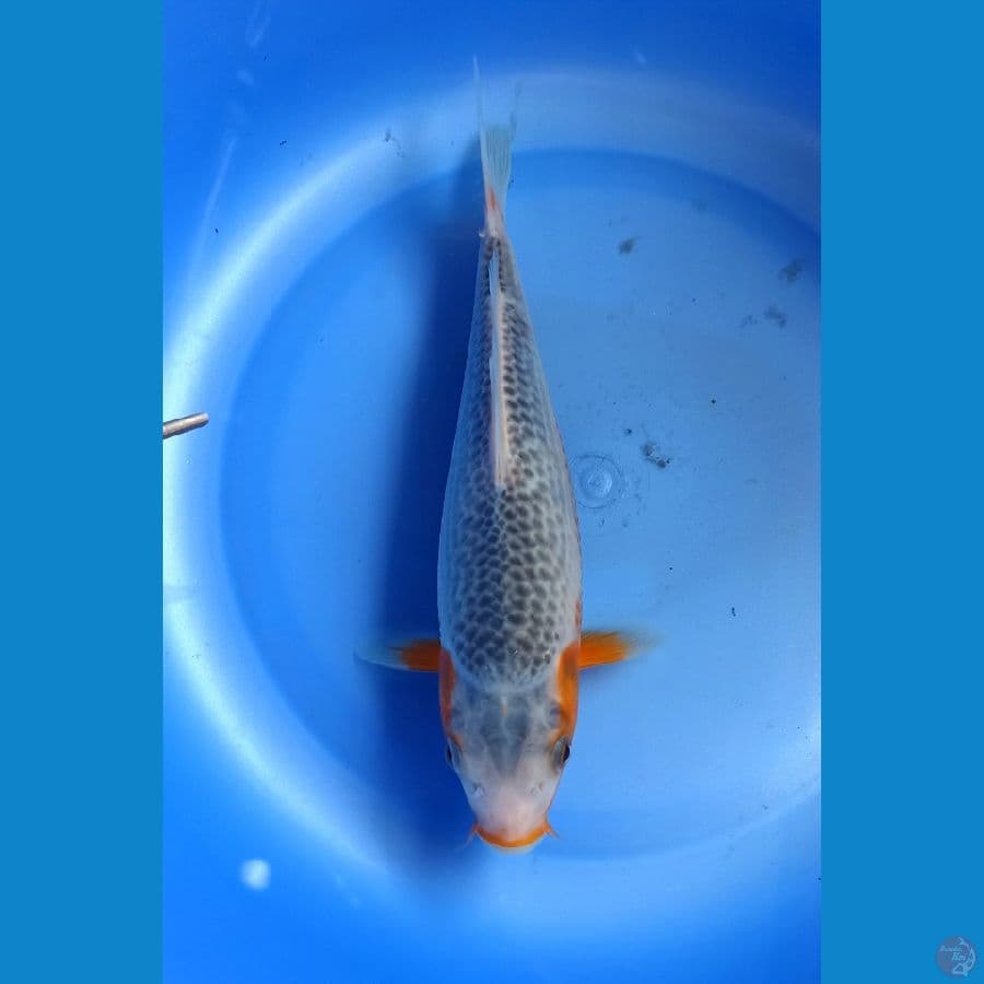 Asagi 23cm