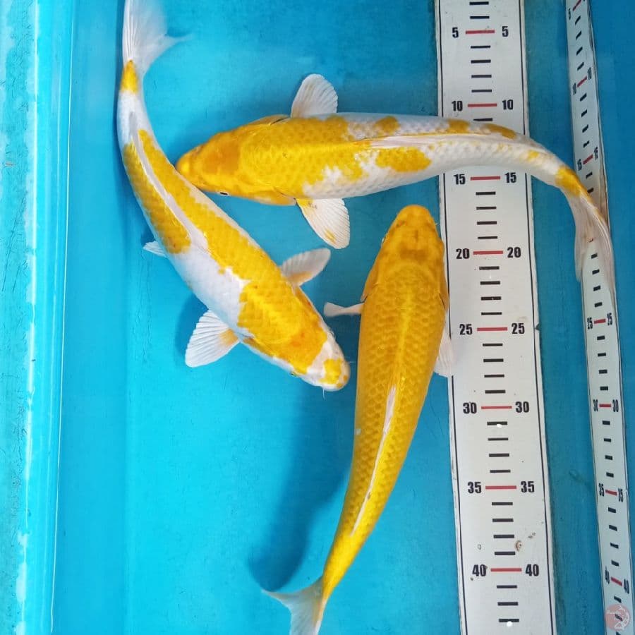 Hariwake 28cm-32cm