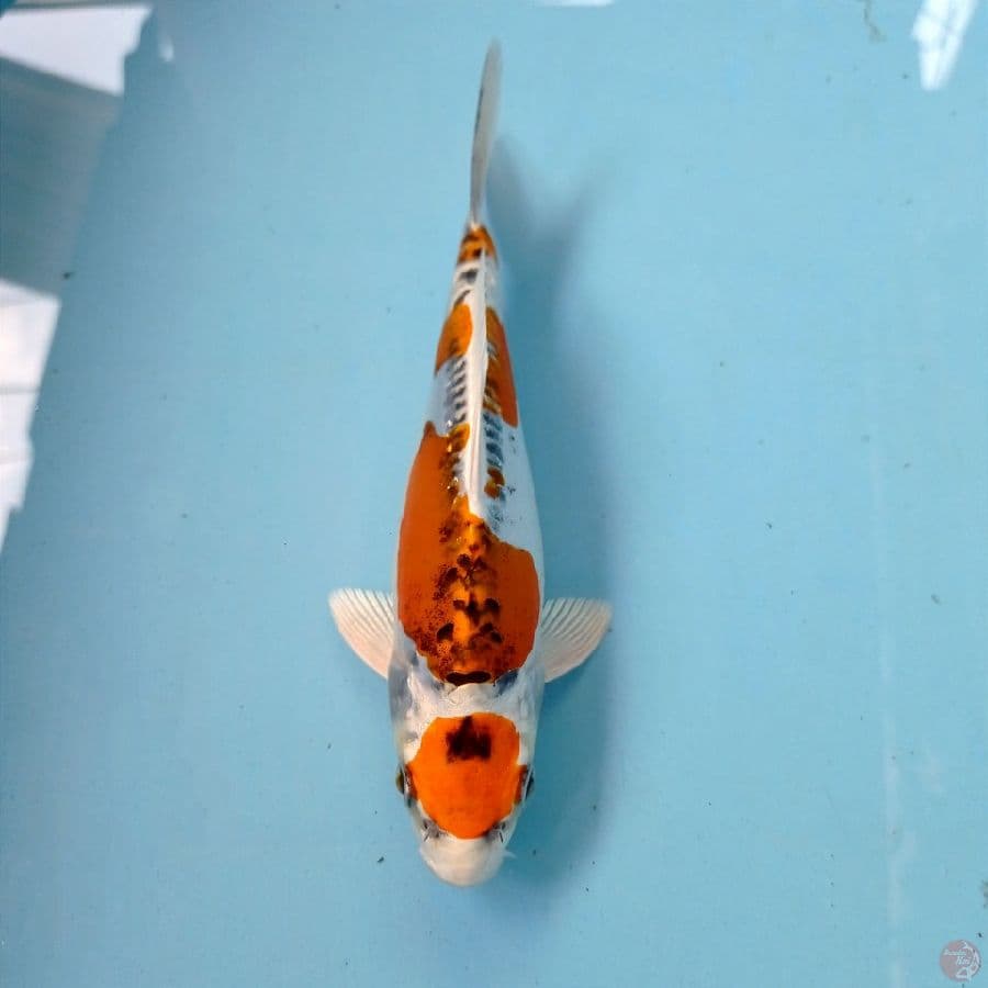 maruten kiko, 19 cm