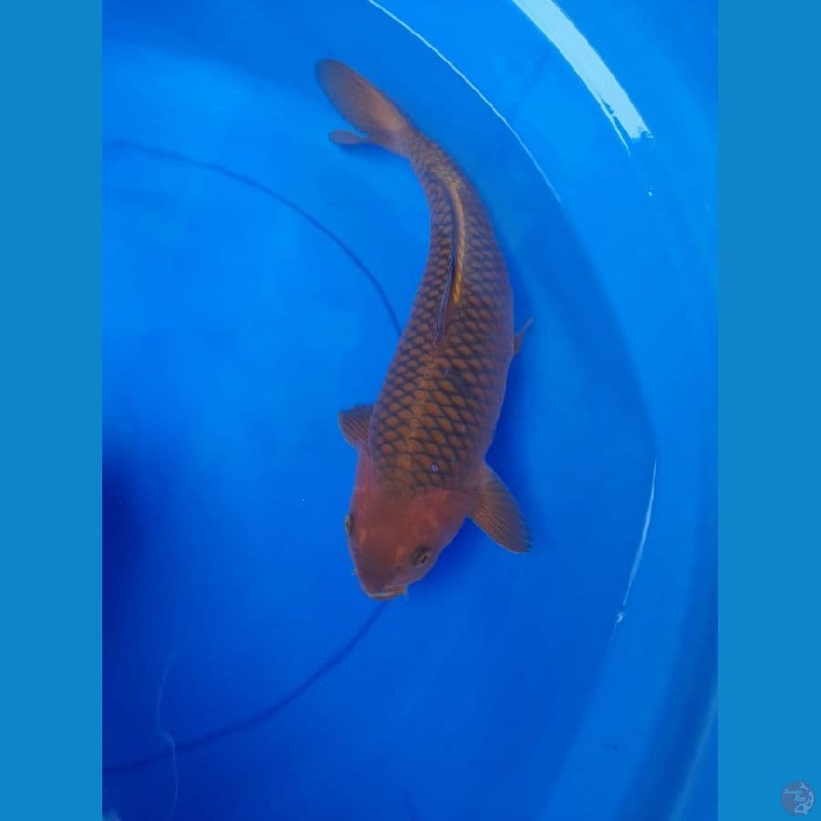 35cm Chagoi tembaga