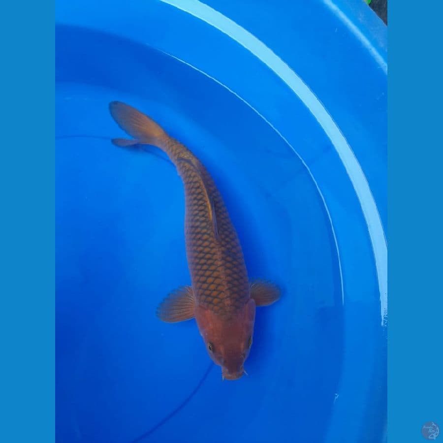 35cm Chagoi tembaga
