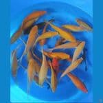 paket karamel dan karashi mix ginrin 20-27cm 27ekor