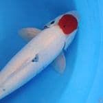 tanco showa 47cm male