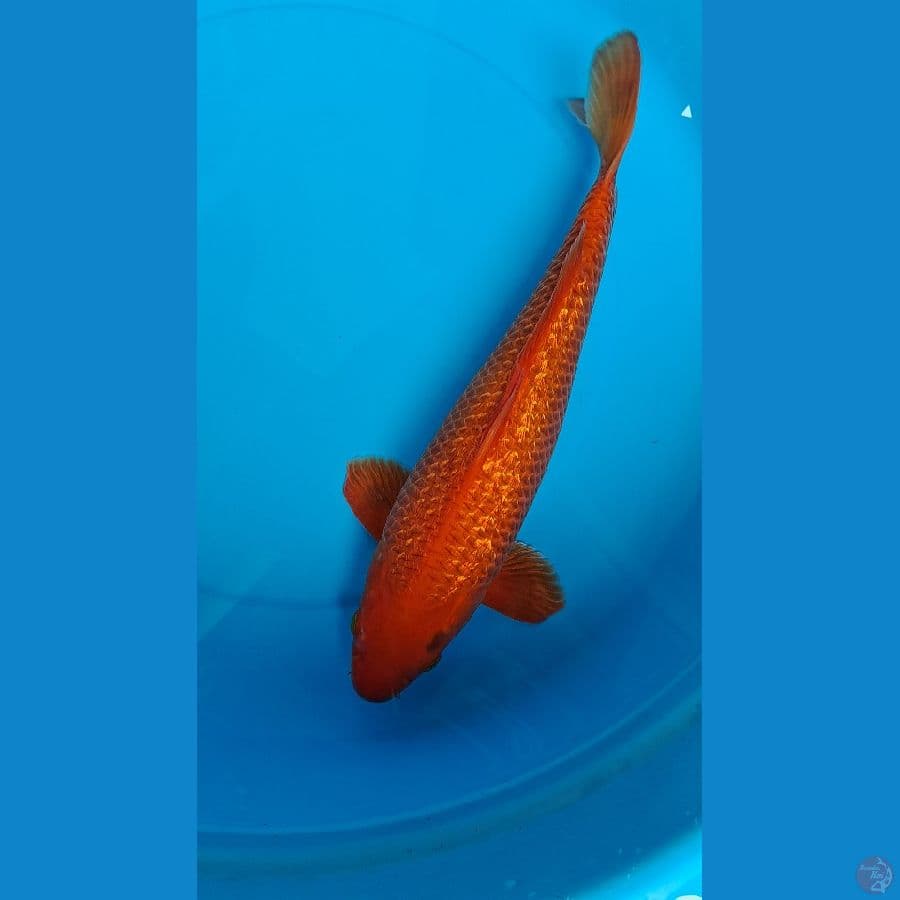 karamel