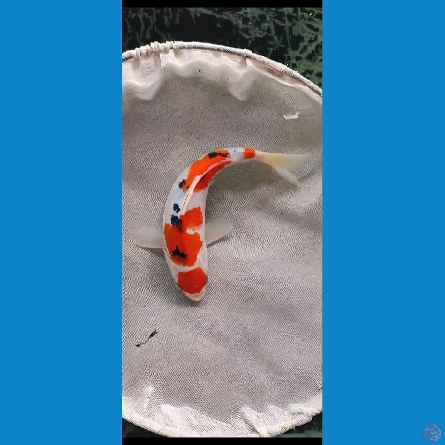 jantan..Maruten sanke original 20cm SQ