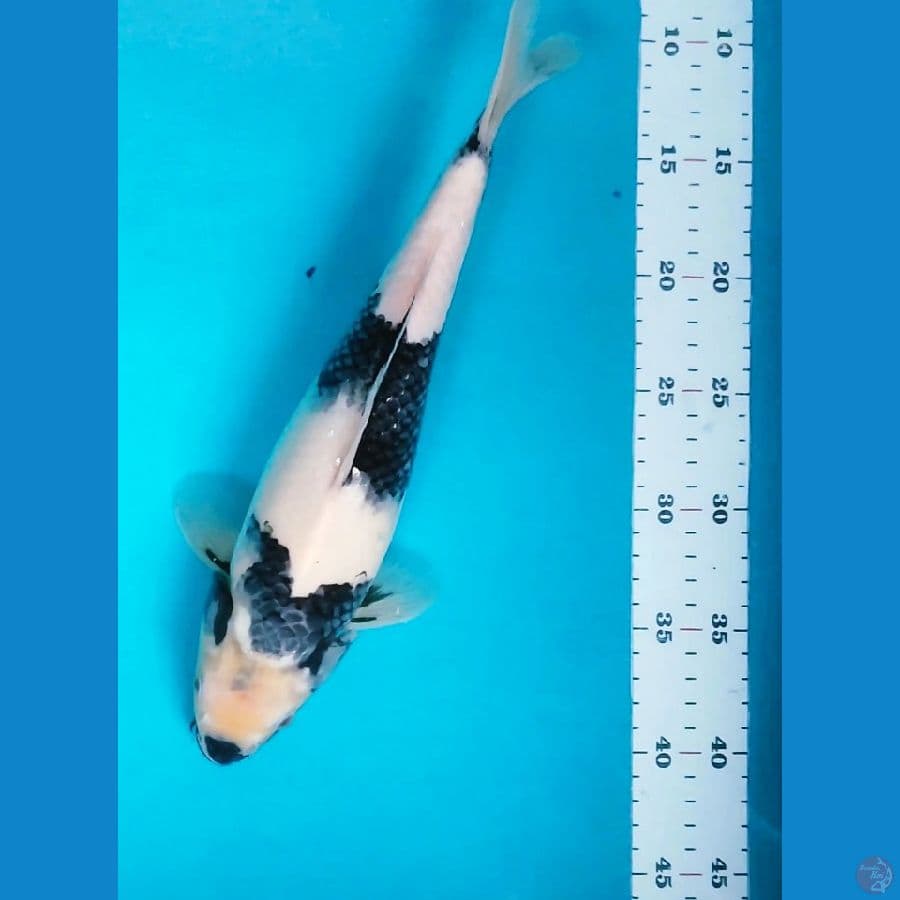 SHIRO SISIK ANTIK 32CM FM