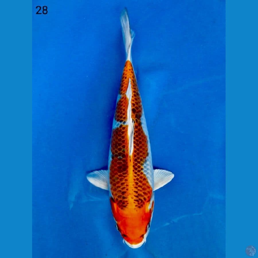 kujaku male 28 cm 
