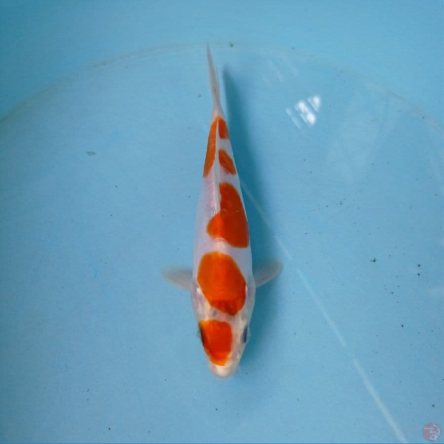 kohaku doitsu, 17 cm