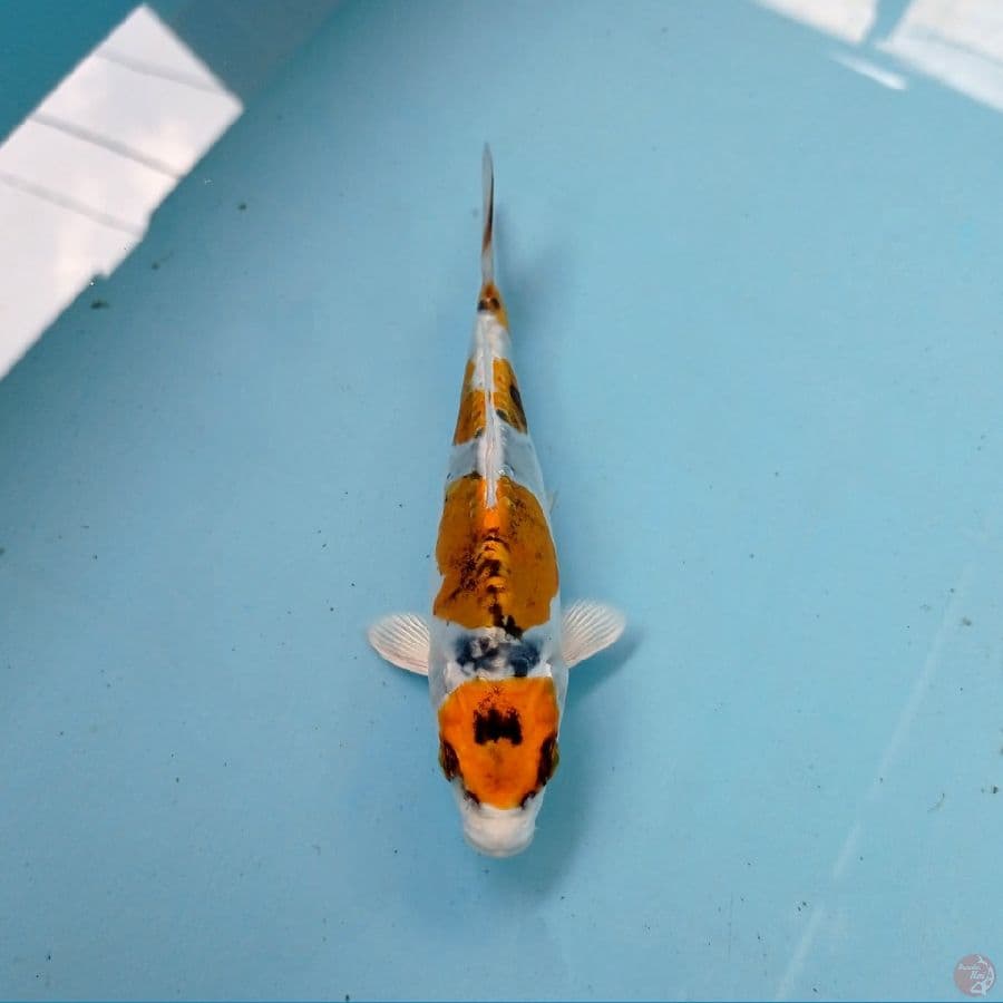 kiko, 16 cm