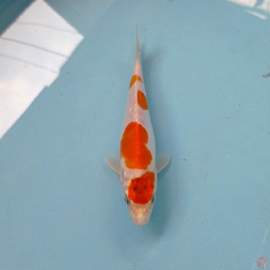 kohaku, 17 cm