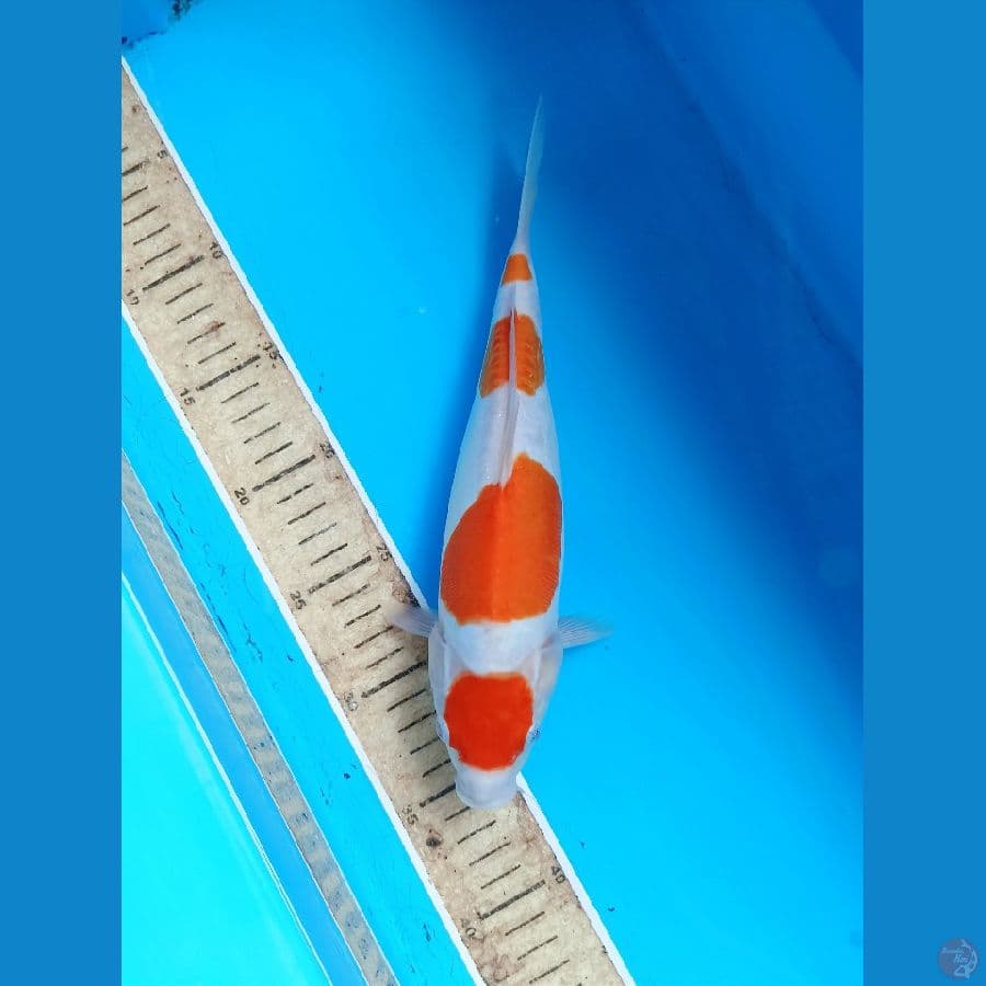 Kohaku doit 27cm