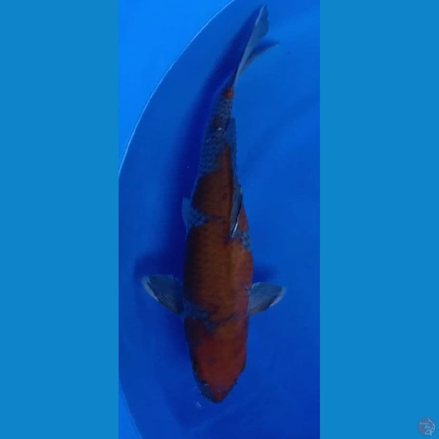 ochiba 40CM