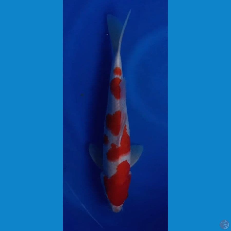 kohaku 37cm