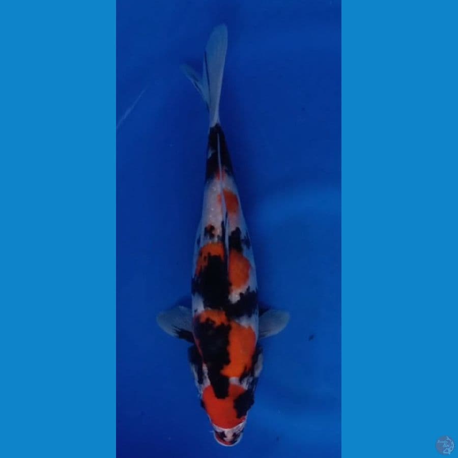 maruten showa 30cm