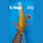 Karasi 39 cm