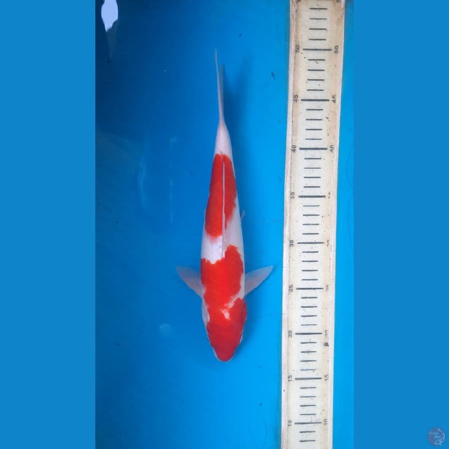 kohaku 