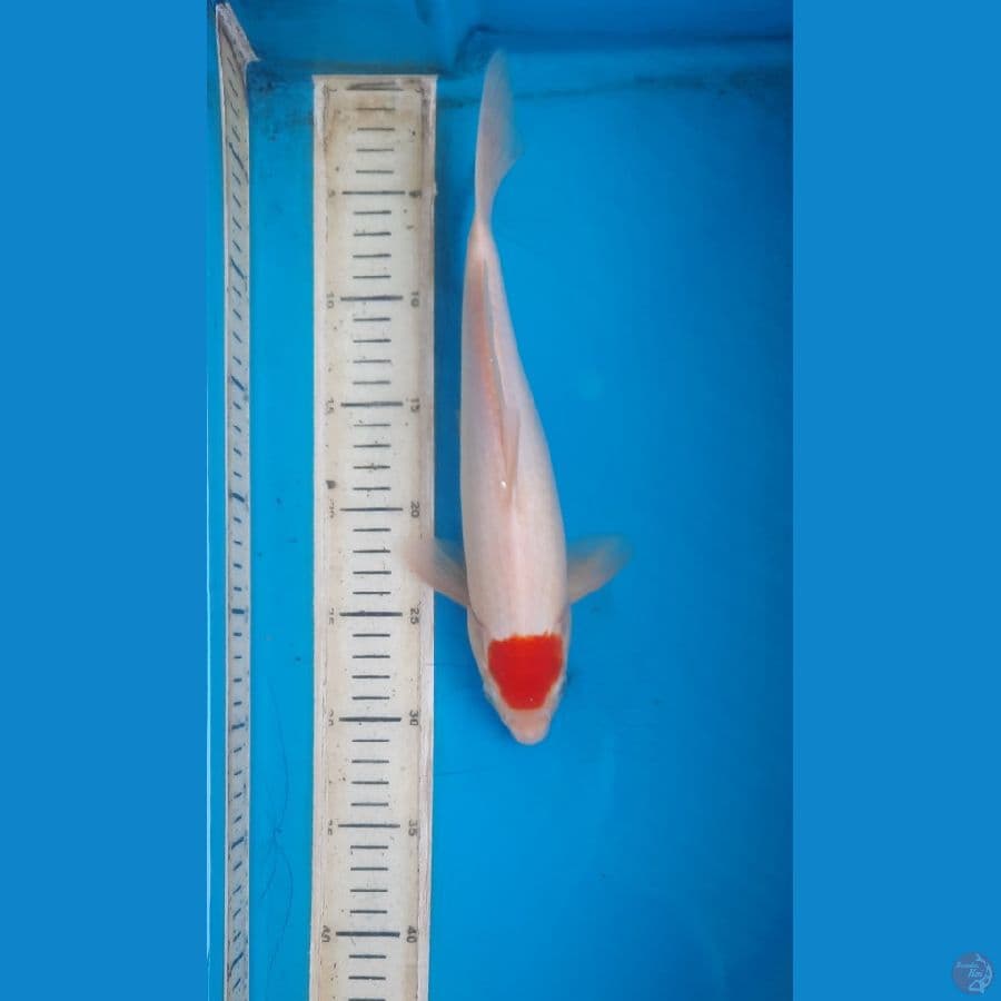T kohaku