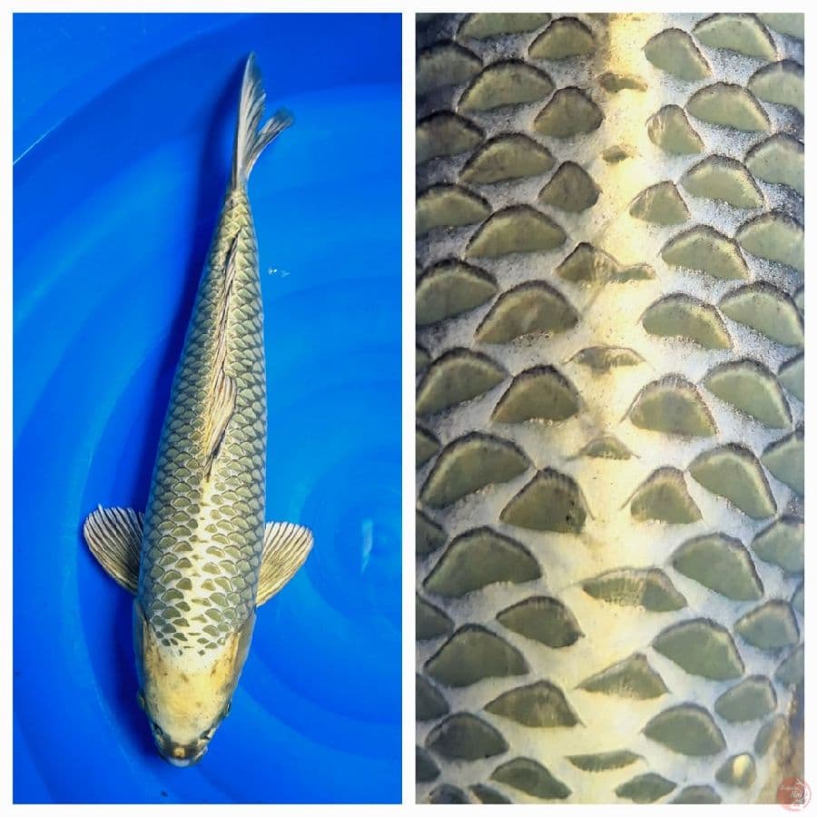 good skin green mukasi 52cm (male)