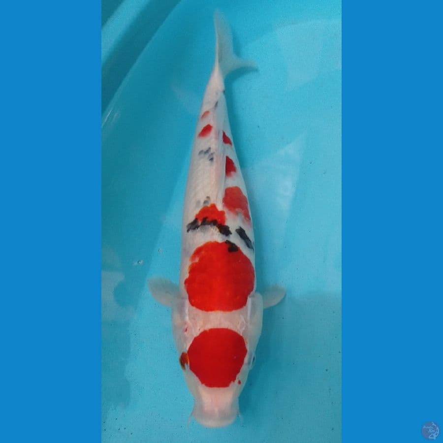 sanke maruten 38cm