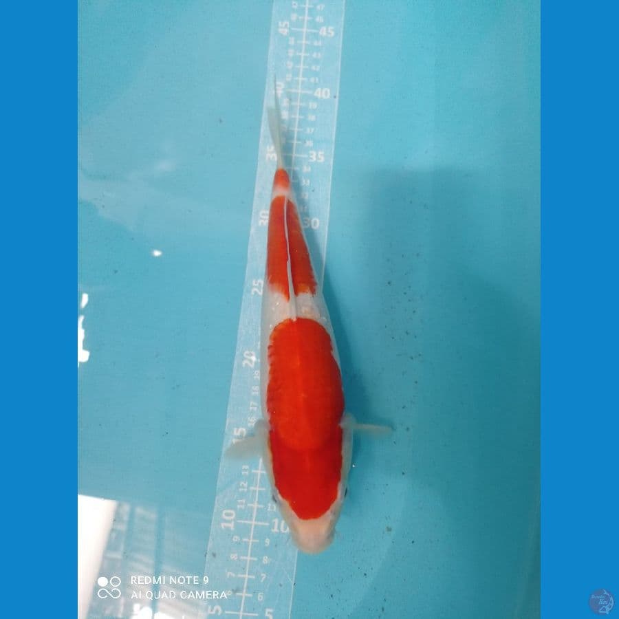 kohaku 30cm