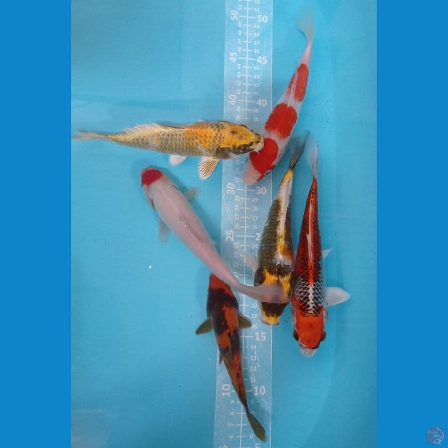 mix koi b 20cm