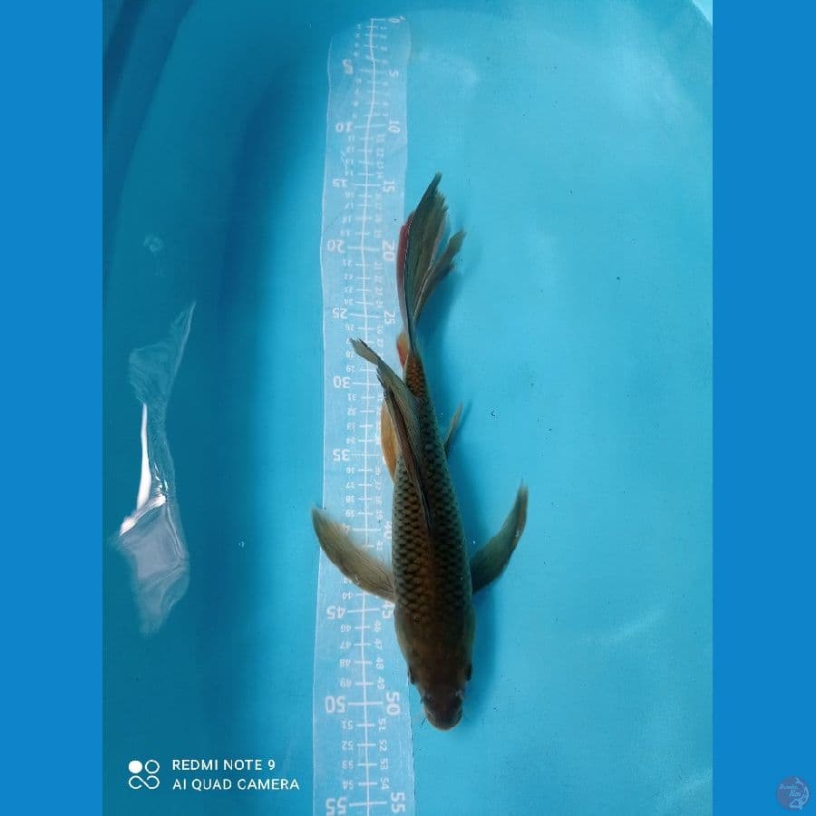 kumpay 45cm